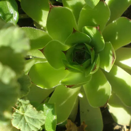 Kresic شقة نيوم